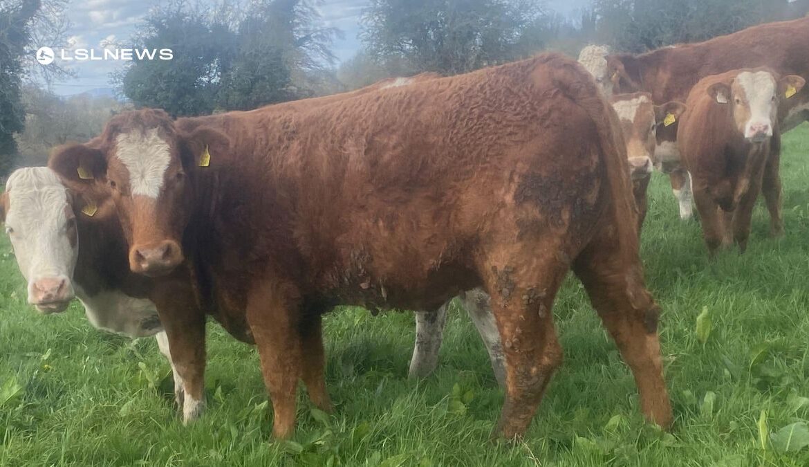 Suckler Clearance Sale at Cootehill Livestock Mart on Friday, 14th April