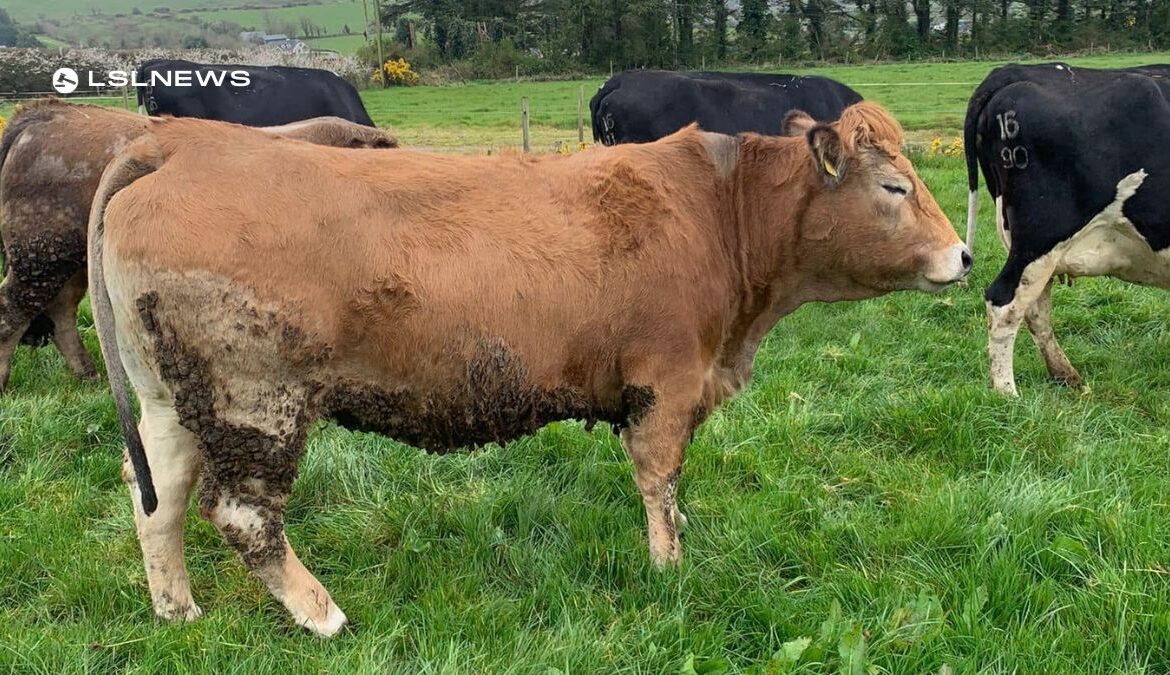 Superior Aubrac Pedigree Cattle at GVM Abbeyfeale Mart: A Must-See Event for Livestock Enthusiasts on Saturday, 22nd April