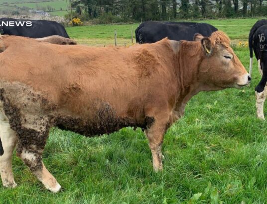 Superior Aubrac Pedigree Cattle at GVM Abbeyfeale Mart: A Must-See Event for Livestock Enthusiasts on Saturday, 22nd April