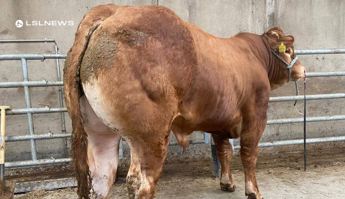 Top-Notch Pedigree Limousin Bull Auction Set for Saturday, 29th April 2023 at Draperstown Mart