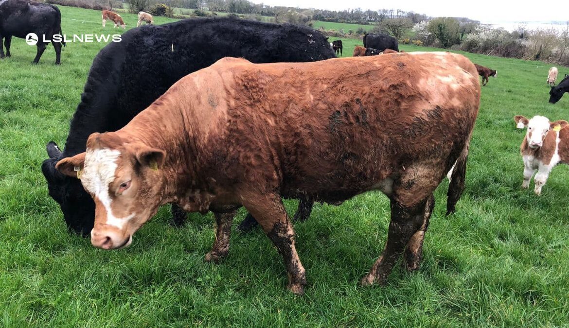 Top-Quality Suckler Cows for Sale at Carnew Mart's Suckler Sale This Saturday, 15th April