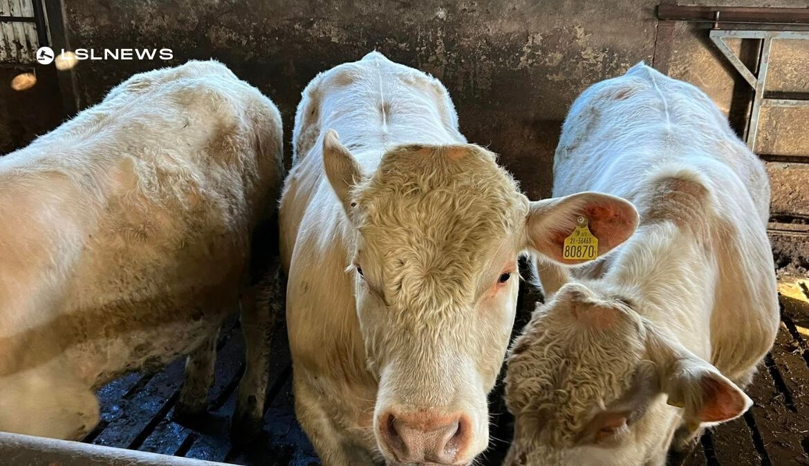 U-Grade Bull Calves on Offer at Cootehill Mart Today, 28th April