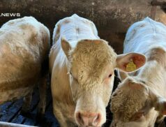 U-Grade Bull Calves on Offer at Cootehill Mart Today, 28th April