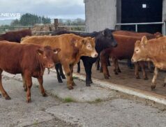 Urgent Requirement for Red LM & CH Heifers at GVM Abbeyfeale Mart – High Demand for Weanlings at Upcoming Saturday Sale