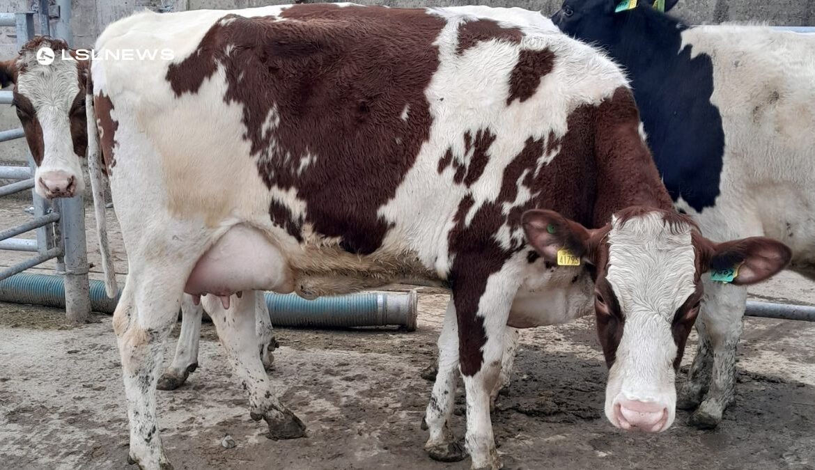 Waterford Ross Mart's Spectacular Dairy Sale: Wednesday 5th April