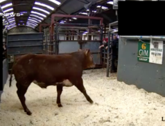 Exceptional Sales at Abbeyfeale Mart last Saturday, 1st April: A Day to Remember