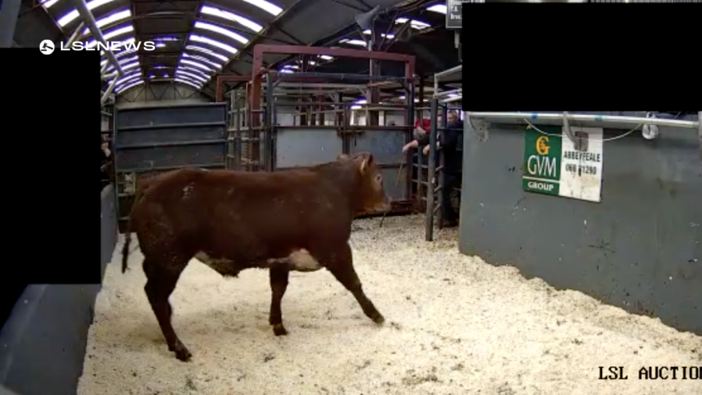 Exceptional Sales at Abbeyfeale Mart last Saturday, 1st April: A Day to Remember