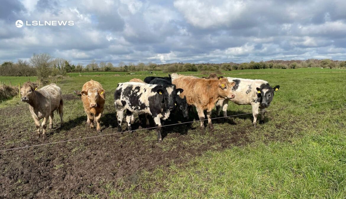 12 High-Quality Heifers to Be Auctioned at GVM Tullamore Mart: A Prime Opportunity for Farmers