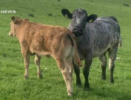 1st Calving Heifer with Super Limousine Bull Calf at Foot Ready for Sale at Omagh Mart