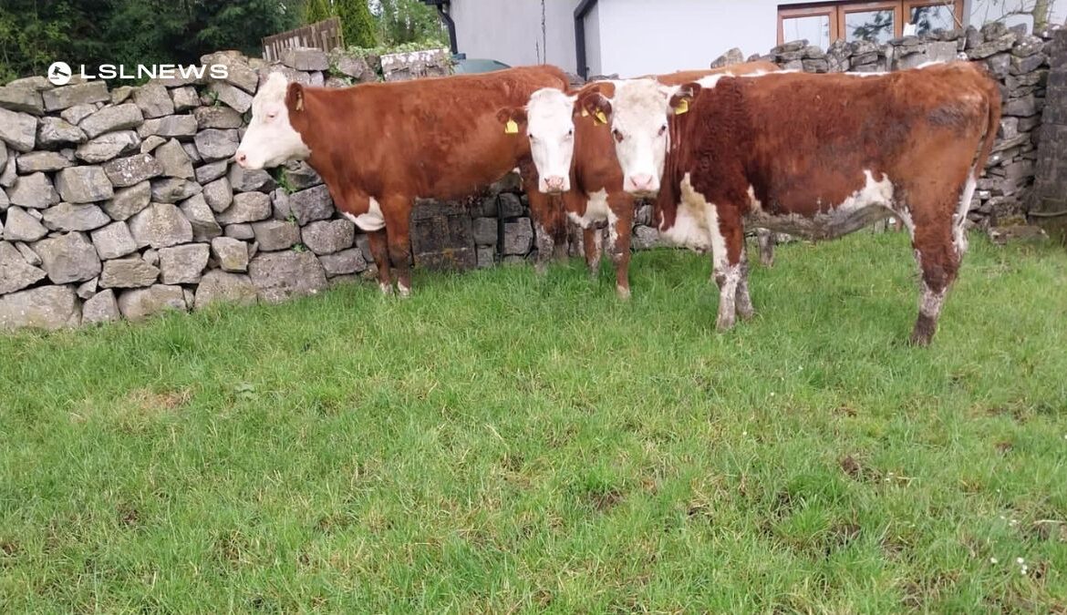 5 First-Calf Heifers Springing Down to LM Bull Sale at Manorhamilton Mart