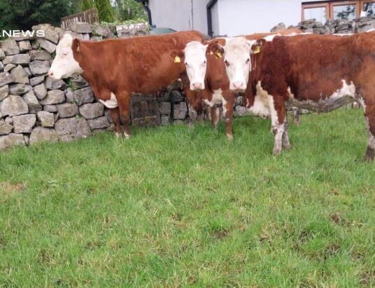 5 First-Calf Heifers Springing Down to LM Bull Sale at Manorhamilton Mart