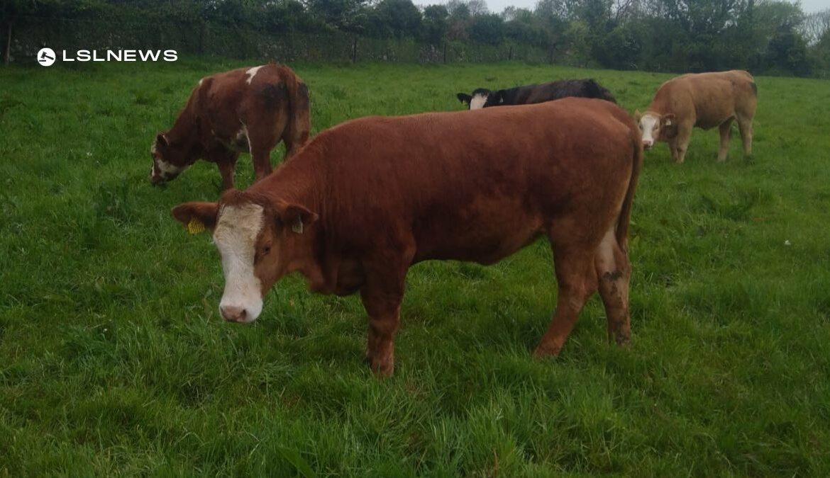 A Premier Selection of Heifers for Weanling Sale at Roscommon Mart on 9th May: A Showcase of Exceptional Breeding Stock