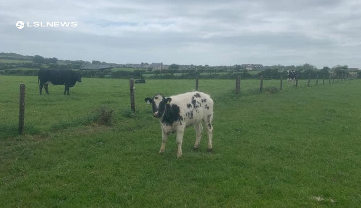 Carrigallen Mart Expects a Thrilling Saturday Auction