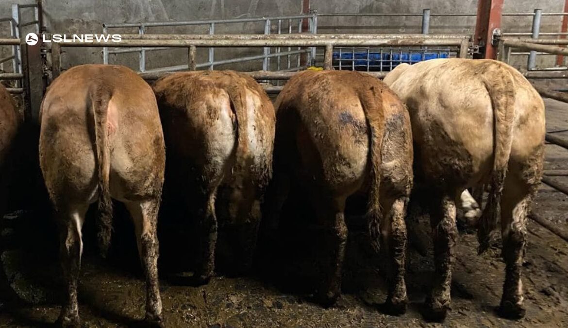 Carrigallen Mart Presents High Quality Beef Heifers and Rare Belgian Blue Heifer on Monday, 8th May