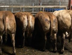 Carrigallen Mart Presents High Quality Beef Heifers and Rare Belgian Blue Heifer on Monday, 8th May