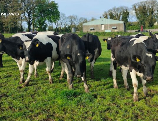 Carrigallen Mart's Upcoming Dairy Sale on Saturday 13th May Granardkille Herd and AI-Bred Heifers Take Center Stage