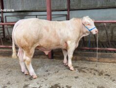 Charolais Bulls and Heifers Steal the Spotlight at Tullamore Mart Show & Sale today, 27th May