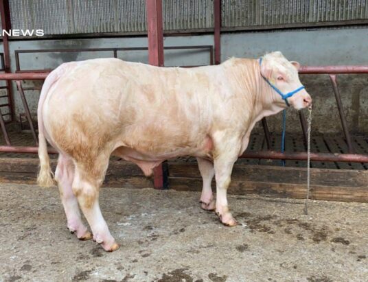 Charolais Bulls and Heifers Steal the Spotlight at Tullamore Mart Show & Sale today, 27th May