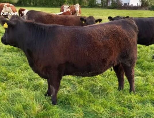 Special Entry at Cahir Mart on Wednesday,24th May: Clearance Sale of  Suckler Cows and Calves - LSL Auctions News