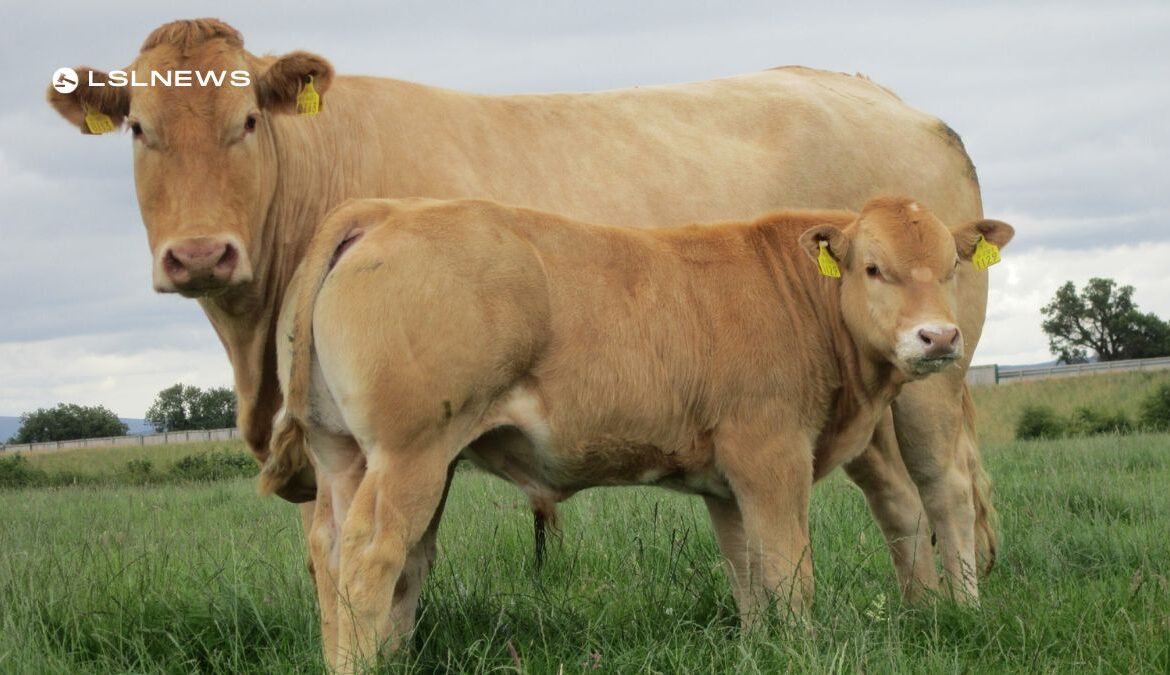 Commercial Calf Extravaganza 2023 at Tullamore: A Must-Attend Event for Blonde d'Aquitaine Cattle Breeders