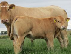 Commercial Calf Extravaganza 2023 at Tullamore: A Must-Attend Event for Blonde d'Aquitaine Cattle Breeders