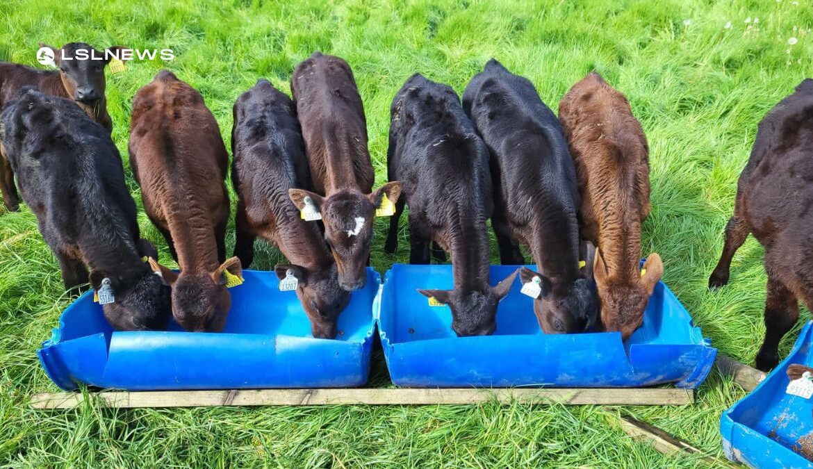 Cootehill Mart Presents: Unveiling Top-Class Calves for Today's Spectacular Calf Sale!