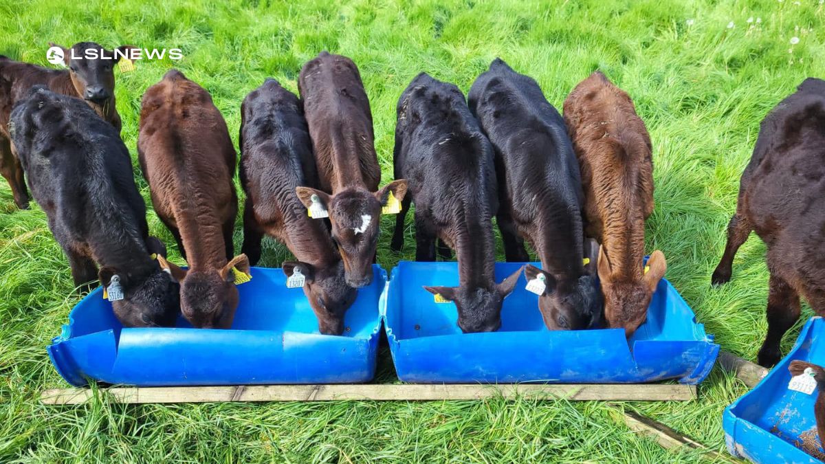 Cootehill Mart Presents: Unveiling Top-Class Calves for Today's ...