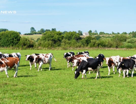 Dairy Reduction Sale at Gortatlea Mart Offers Top-Class Dairy Cows on Wednesday, 10th May