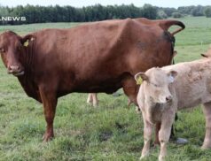 Delvin Mart Hosts Calf Auction Sale Today, 25th May