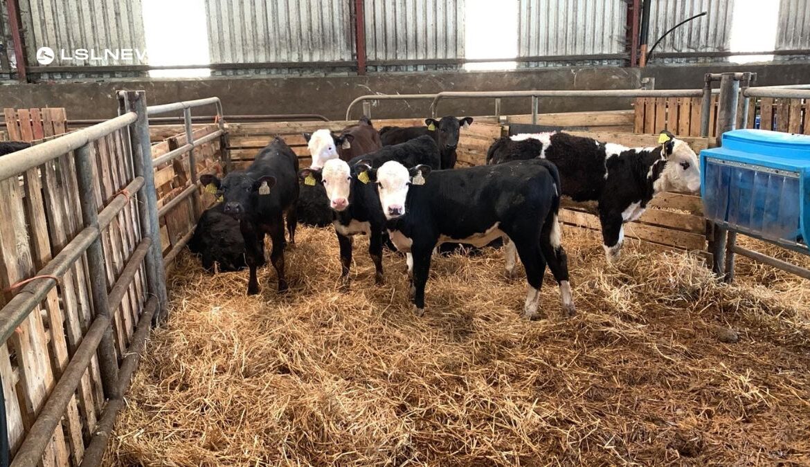 Don't Miss Out Today at GVM Kilmallock Mart: 50 Reared Calves, Including FR Bulls HEX & AA Bulls & Heifers, and 10 FR Maiden Heifers