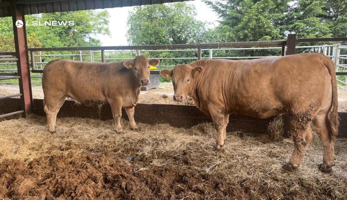 Don't Miss Out on Delvin Mart 's Livestock Auction This Thursday, 18th May