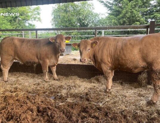 Don't Miss Out on Delvin Mart 's Livestock Auction This Thursday, 18th May
