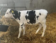 Exceptional Livestock Sale today, 3rd May at Listowel Mart Showcases Pedigree Heifer Calves from the Gortinare Herd