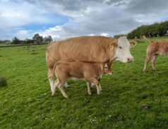 Exceptional Suckler Herd Dispersal Sale Set for Ballymote Mart on Thursday, 4th May