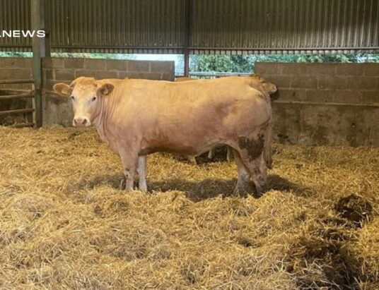 Exciting Livestock Auction at Delvin Livestock Mart today, 11th May