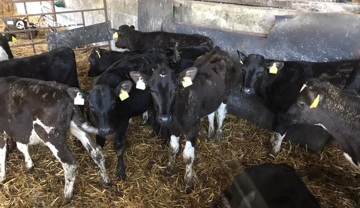 Exclusive Entry at Dungarvan Mart: A Bounty of Weaned Calves