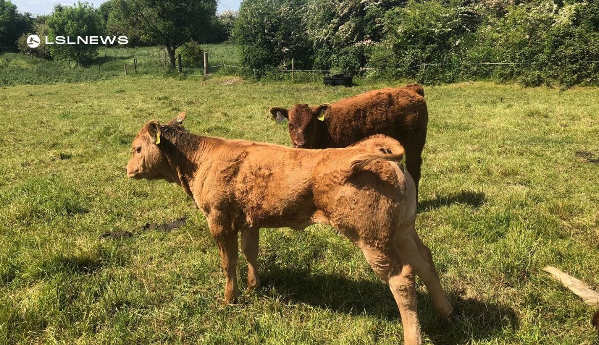 Granard Mart Auction Features 20 Superior Suckler Cows on 5th June