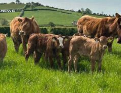 An Ideal Suckler Stock: A Prime Opportunity for Livestock Investment at Carnaross Mart next Tuesday, 6th May