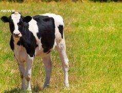 Carnaross Mart Unveils Massive Clearance Sale for Imelda Coakley’s Herd on Friday, 9th June