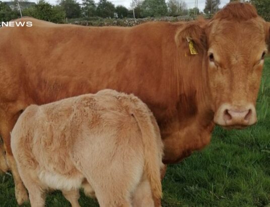 Gort Mart's Exciting Cattle Auction on Thursday, 11th May - Young Limousin Cows with Charolais Calves at Foot