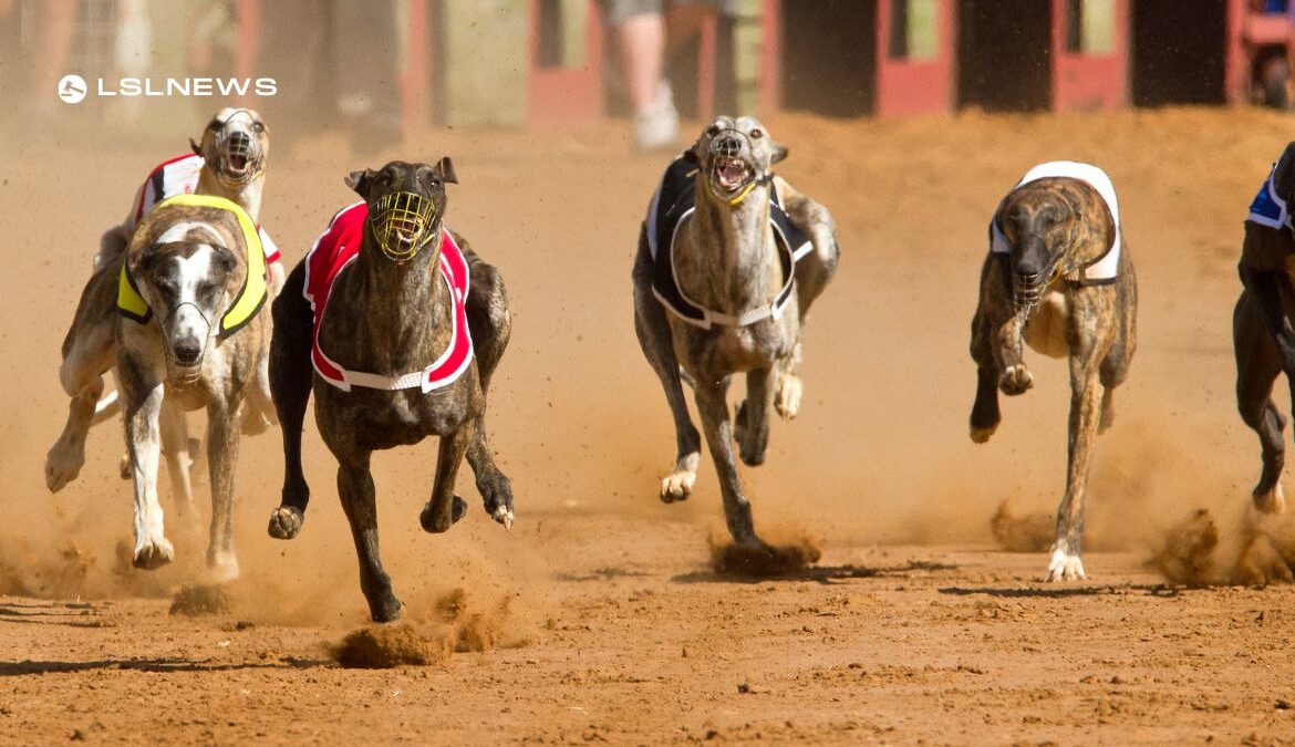 Greyhound Racing Enthusiasts Gear Up for Exciting Events at Kilkenny Greyhound Stadium