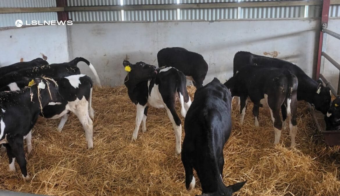 High-EBI Friesian Heifers Take Center Stage at Cootehill Mart This Friday, 6th May