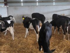 High-EBI Friesian Heifers Take Center Stage at Cootehill Mart This Friday, 6th May
