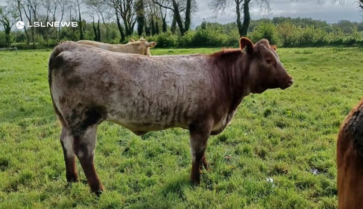 High-Quality Breeding Heifers Available at Granard Mart Sale