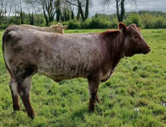 High-Quality Breeding Heifers Available at Granard Mart Sale