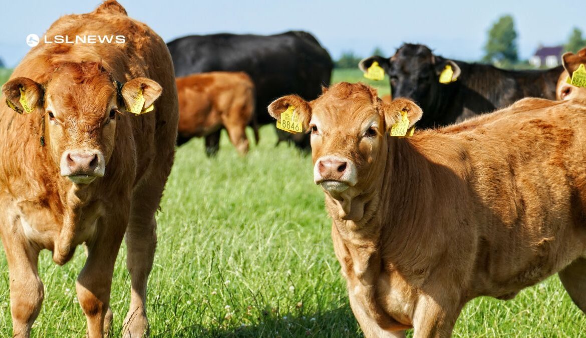 Irish Organic Cattle Sale at Kilmallock Mart on Saturday 13th May: A Not-to-Miss Event for Cattle Enthusiasts and Buyers