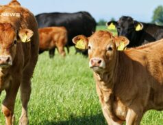 Irish Organic Cattle Sale at Kilmallock Mart on Saturday 13th May: A Not-to-Miss Event for Cattle Enthusiasts and Buyers