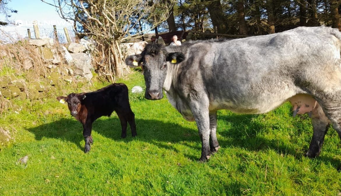 Kenmare Co-op Mart's Reduction Sale today, 11th May: Organic Livestock with Lim Calves and Online Bidding