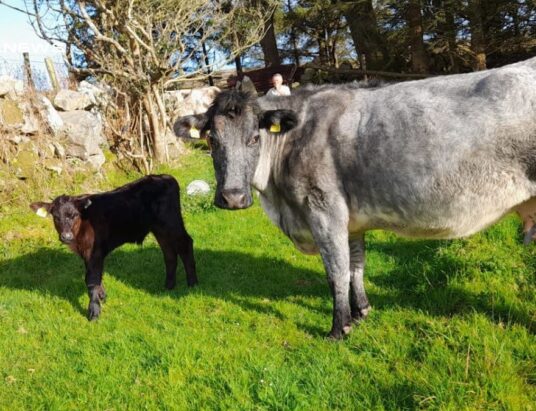 Kenmare Co-op Mart's Reduction Sale today, 11th May: Organic Livestock with Lim Calves and Online Bidding