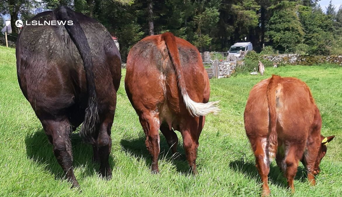Mark Your Calendars: Elite Commercial Haltered Cattle Sale on Saturday, 13th May, 2023